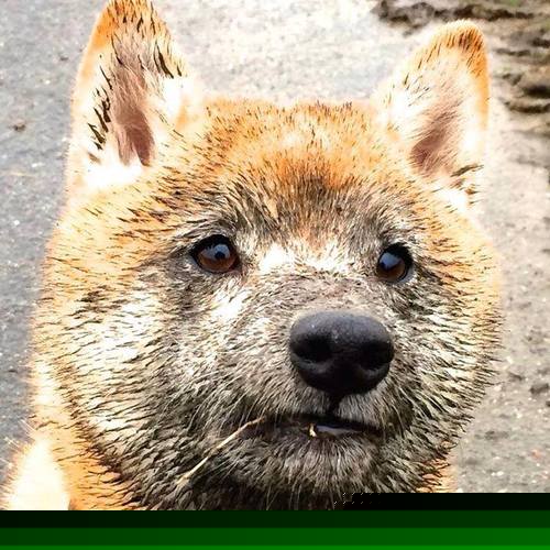 “德甲联盟争霸战,冠军归属悬念重重”,德甲冠军联赛