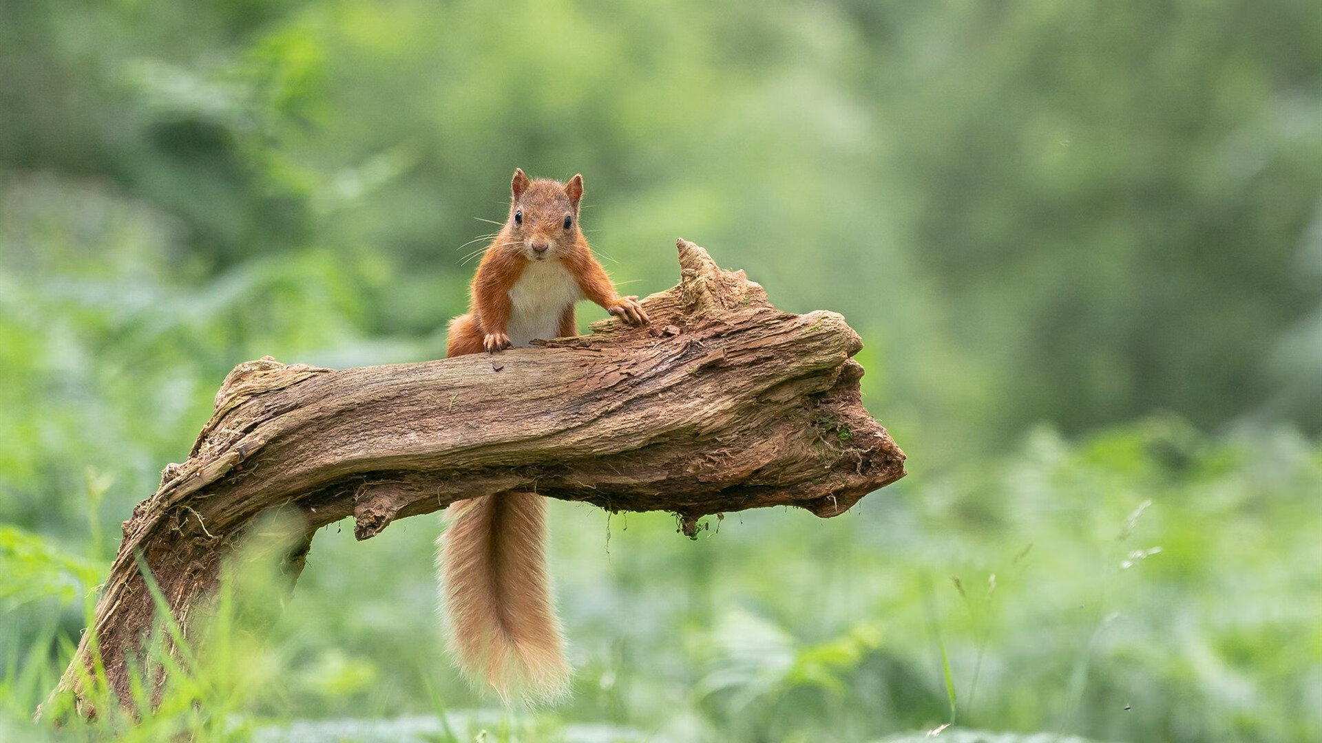 “西甲领头羊稳步推进，夺冠希望逐渐下放”，西甲足球冠军